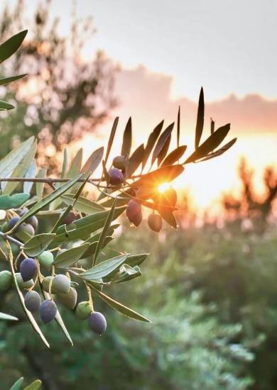 Über Die Viertel Zeytinalani Und Toparlar