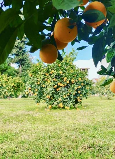 Über Die Stadtteile Döğüşbelen Und Zaferler