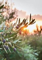 About Zeytinalani And Toparlar Neighborhoods