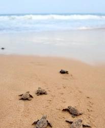 О Канале Дальян И Скальных Гробницах Кауноса